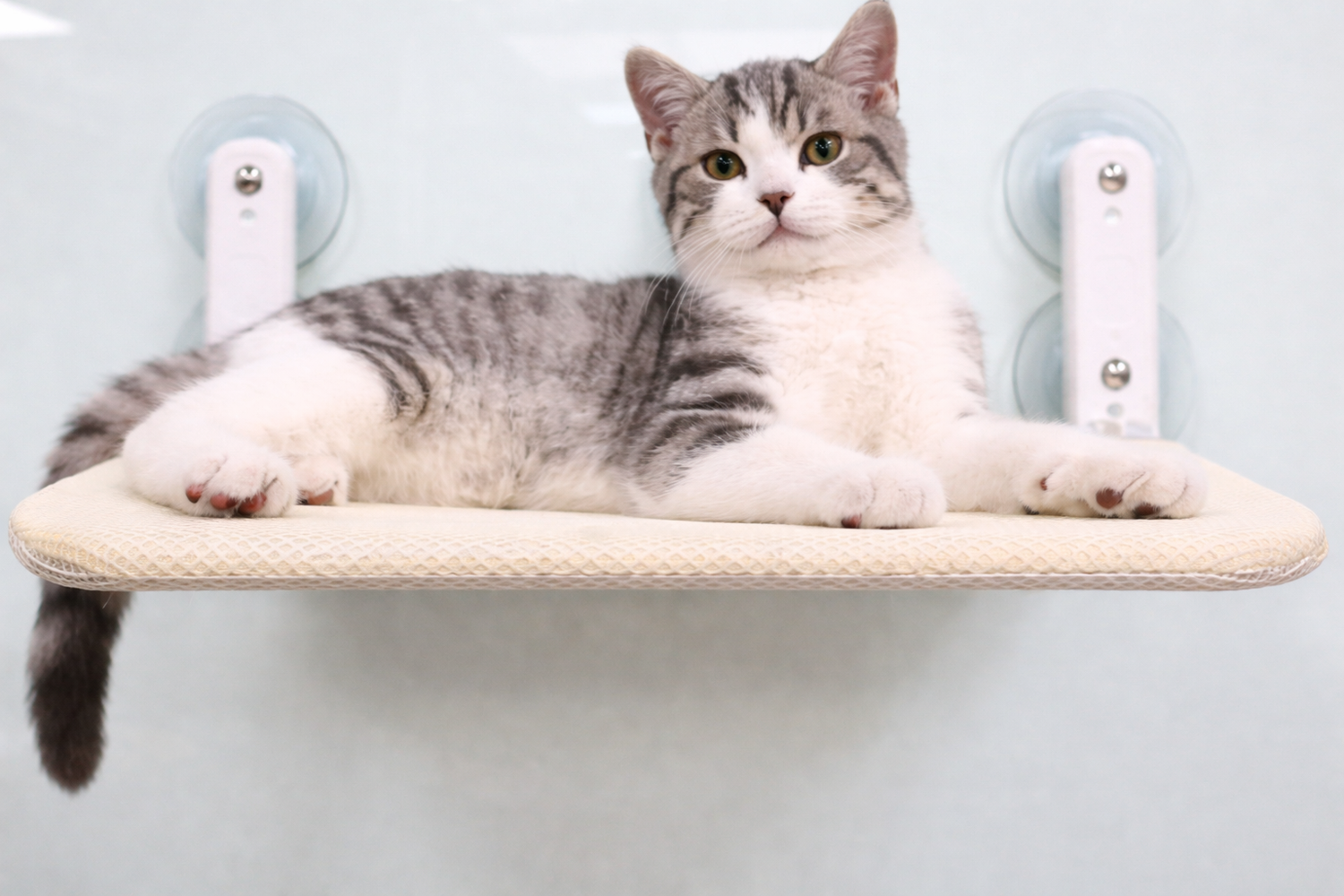 The Window Cat Perch