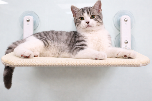 The Window Cat Perch